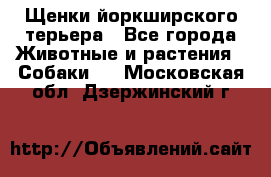 Щенки йоркширского терьера - Все города Животные и растения » Собаки   . Московская обл.,Дзержинский г.